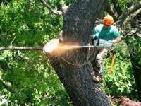 Tree removal Nassau County NY image 5